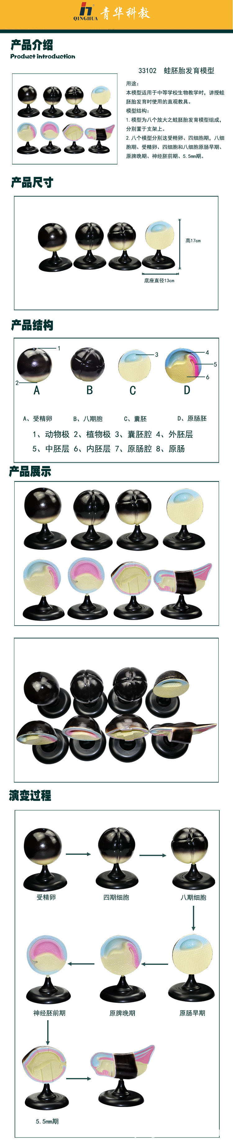 33102蛙胚胎发育模型.jpg