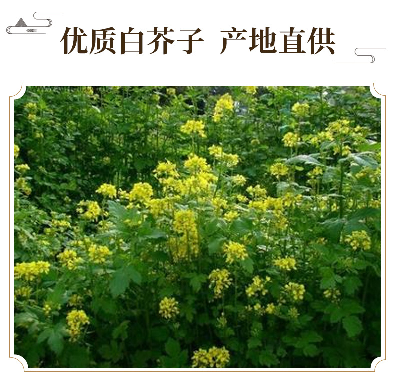 White Mustard Seed Bai Jie Zi 500g Dried Herbal Seeds for Decoction and Culinary Use key features