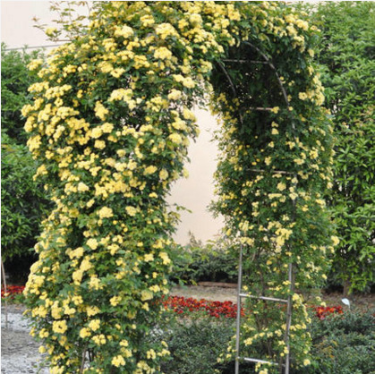 黄色木香花浓香花卉七里香阳台庭院垂吊爬藤植物白色木香花盆栽