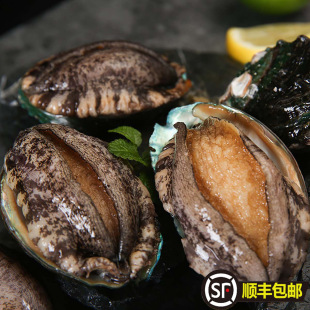 30 SF Бесплатная доставка свежие свежие Haixiu Live Frozen Big Abalone Shellfish Aquatic Big Sashimi Little Board