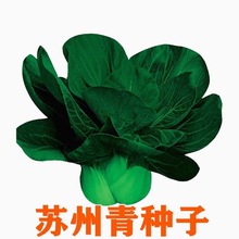 批发苏州青油菜种子小白油菜上海青蔬菜籽四季春夏秋冬季矮脚春播