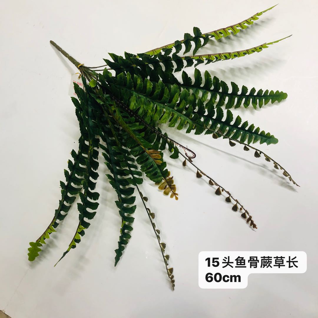 15头蕨草