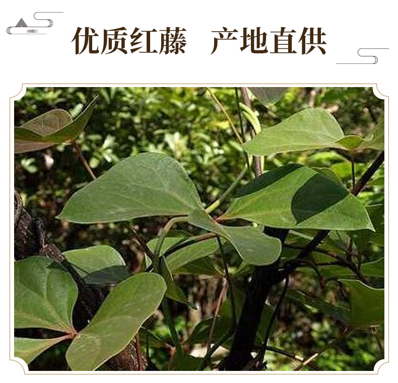 Hong Teng Sargentodoxa Cuneata Sliced Dried Herb Traditional Decoction Herb 500g key features