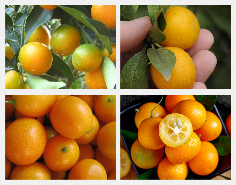 Dried Kumquat Slices Jin Ju Gan Herbal Tea Loose Dried Citrus Fruit for Tea and Culinary Use 500g Bulk Pack preparation