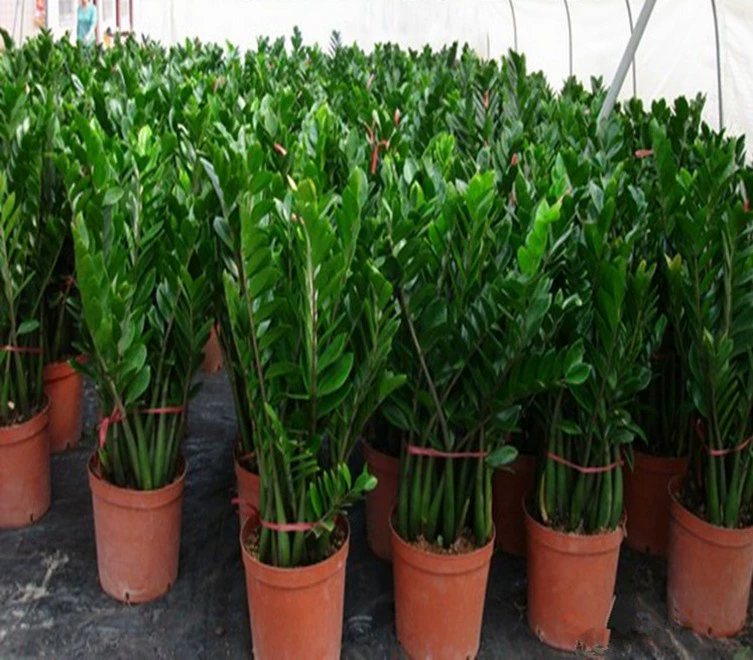 Гостиная с цветочным горшком высокого качества Денежное дерево Денежная строка Комнатные растения Зеленые растения Креативные цветы и растения бонсай