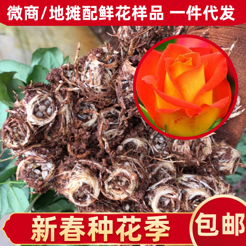 現挖現發雲南四季玫瑰種苗批發 金輝玫瑰月季小 自産自銷量大優惠