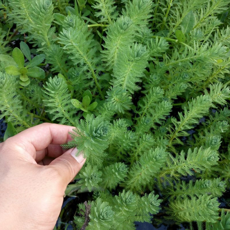 База оптом Лисохвост водоросли трава водно-болотных угодий водные растения Многолетние погружные растения