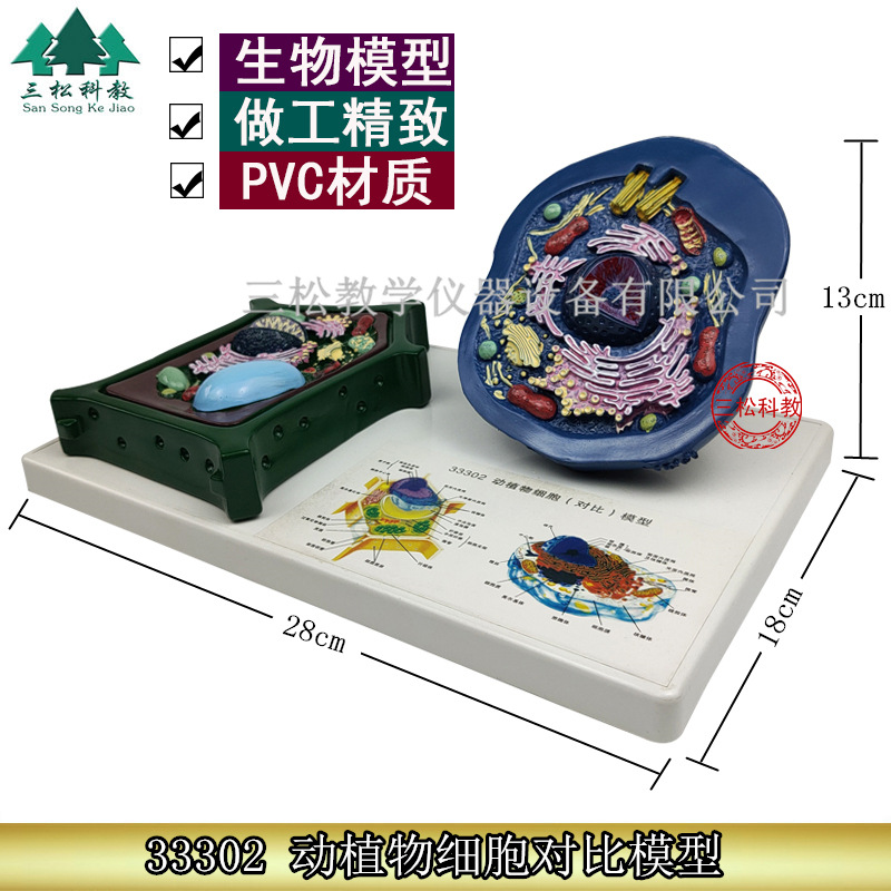 动植物细胞对比模型 动物细胞模型 植物细胞模型 初高中生物器材