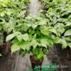 Base direct batch of happy trees/rich trees/green treasure small potted room indoor leaves, plant flowers and green plant purification air