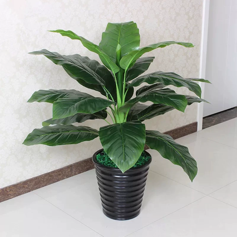 Халк черная красота крупнолистовое растение в комнатном горшке зеленые листья теневыносливый очищающий воздух