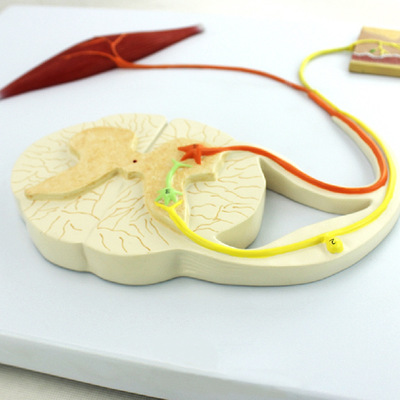 反射弧模型 条件反射模型|ms