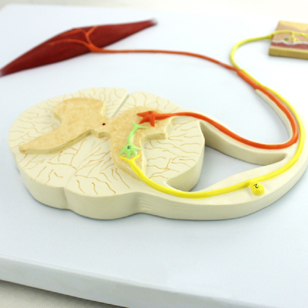 反射弧模型 条件反射模型|ms