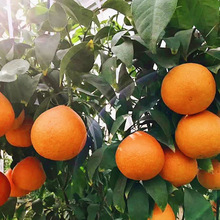 愛媛28號柑桔紅美人橘子樹苗嫁接早熟雜柑果樹苗盆栽果樹當年結果