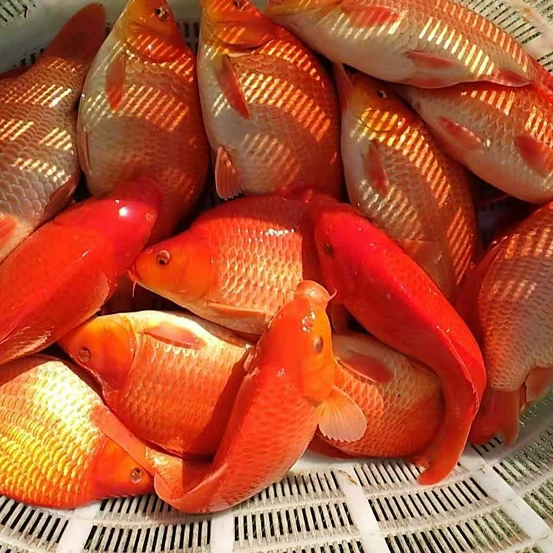 Карп Yuanbao Карп Красный Карп Декоративный Карп Короткие Карпы