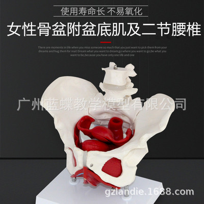 Female sex Pelvis Model Pelvic floor muscle Model Uterine model Pelvis Childbirth Midwifery teaching human body Model