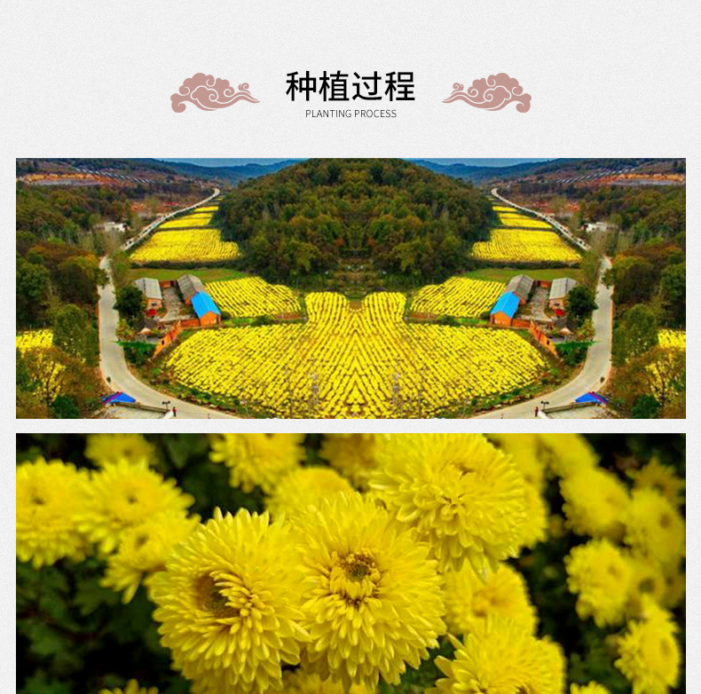 Yellow Chrysanthemum Tea Huang Ju Loose Dried Flowers 500g Bulk Herbal Tea from Huangshan in use