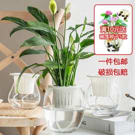 水培植物玻璃瓶透明玻璃花瓶容器绿萝花盆花瓶圆球形鱼缸水养器皿