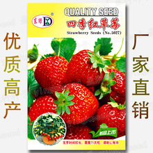 220粒:四季红草莓种子|可以吃的水果草莓 士多啤梨 非蛇莓野草莓