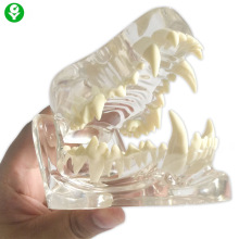 狗骨骼模型 狗骨骼模型品牌 图片 价格 狗骨骼模型批发 阿里巴巴