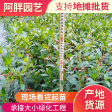 牡丹苗木 牡丹苗木品牌 图片 价格 牡丹苗木批发 阿里巴巴