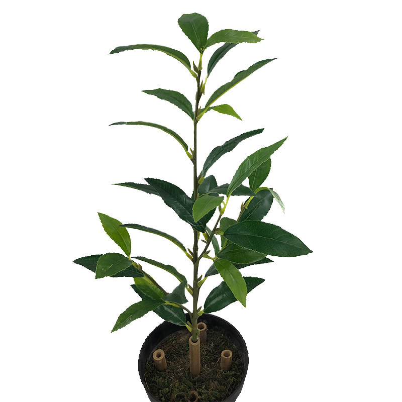 XRB-163新桂花叶四叉枝 (1).jpg