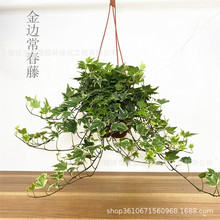 垂藤植物 垂藤植物批發 促銷價格 產地貨源 阿里巴巴