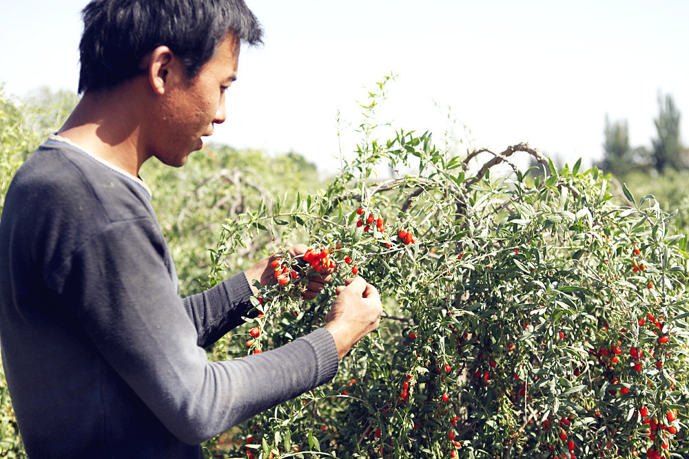 Premium Ningxia Goji Berries Gou Qi Zi Dried Wolfberry for Tea and Soup 40 Jin Bulk Case in use