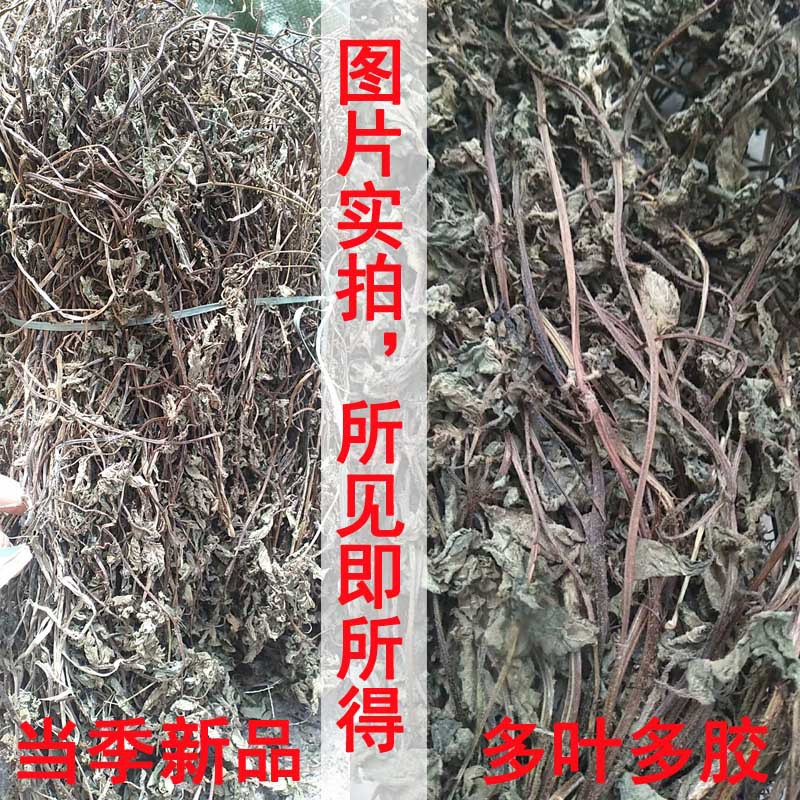广西凉粉草干批发 仙人草仙人冻 烧仙草黑凉粉自制凉粉原料龟苓膏-阿里巴巴