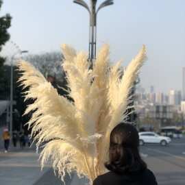 干花大芦苇蒲苇干花白色粉色网红大芦苇婚礼布置软装架构花材批发