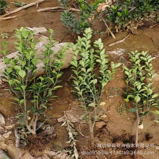 大灌服大叶黄杨 冬青球营养杯苗 绿化苗木基地 园林绿化工程