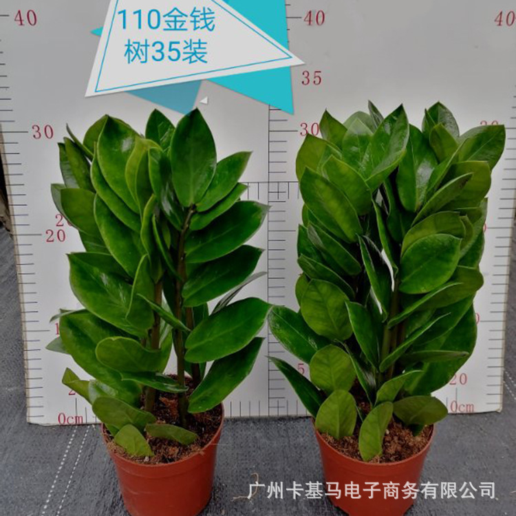 Base Direct Approval|Money Tree Money Tree Indoor Desktop Foliage Green Plant Small Potted Landscape Florals to Attract Wealth Base Direct Approval|Money Tree Money Tree Indoor Desktop Foliage Green Plant Small Potted Landscape Florals to Attract Wealth
