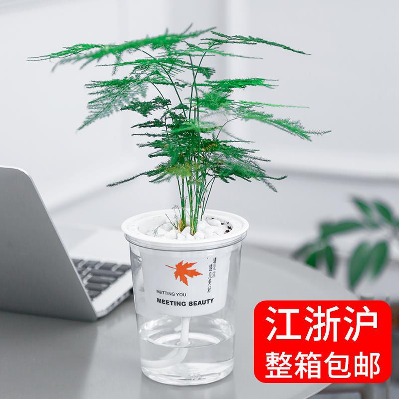 Mei Xuan transparent Lazy man Flower pot water uptake visual  water level Plastic Flower pot Potted plant Green plant Manufactor goods in stock supply