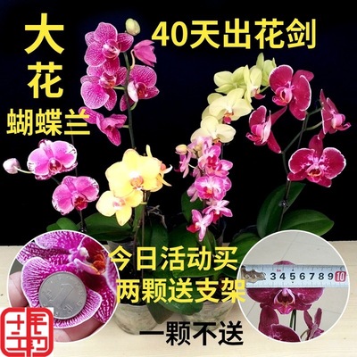 ~大花蝴蝶兰花苗带花蝴蝶兰盆栽大苗带花苞当年开花蝴蝶兰带花剑#|ru