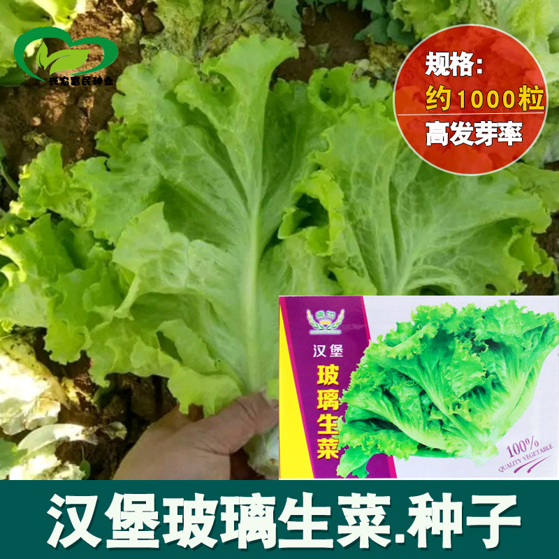 汉堡玻璃生菜种子 农田菜园可盆栽散叶柔嫩生菜蔬菜籽批发