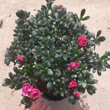 ����ֱ�N210#��ɫ֮�ٶ��N�^��ֲ��С���Ի��� �Ӽһ���ֲ��