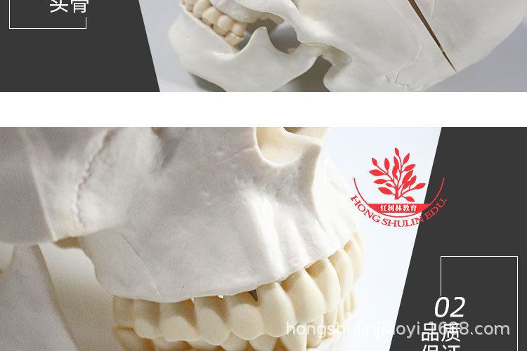 9 正常头骨纯白.jpg