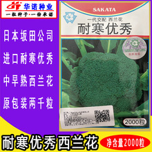 日本坂田耐寒優秀青花菜種子綠西蘭花種子青花菜種籽  原裝2000粒