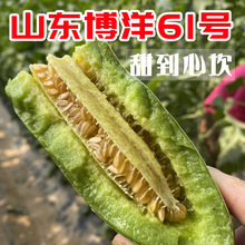 山东博洋61羊角蜜瓜新鲜大果现摘5斤脆甜当季水果头茬甜瓜哈密瓜