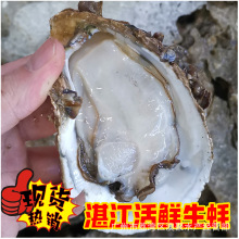 活鲜生蚝 厂家批发 湛江/珠海  活鲜牡蛎  烧烤 清蒸 68斤/件