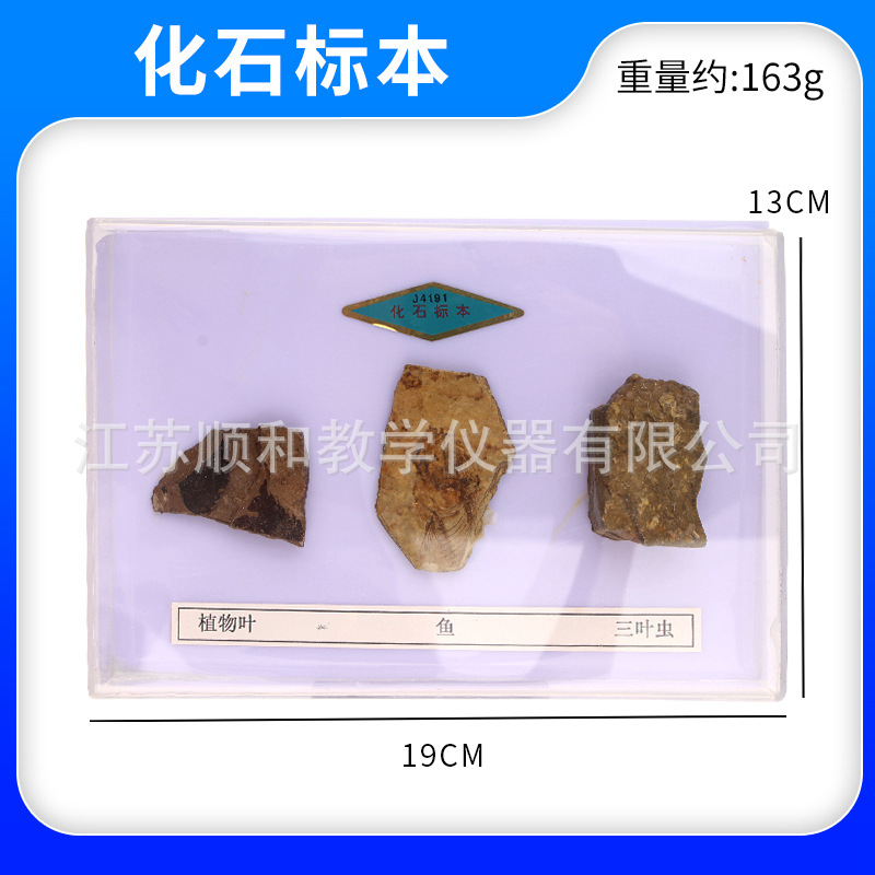 化石标本小学四年级科学实验自然地理地质矿石科普展示