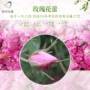 发源地大马士革中国低温花蕾