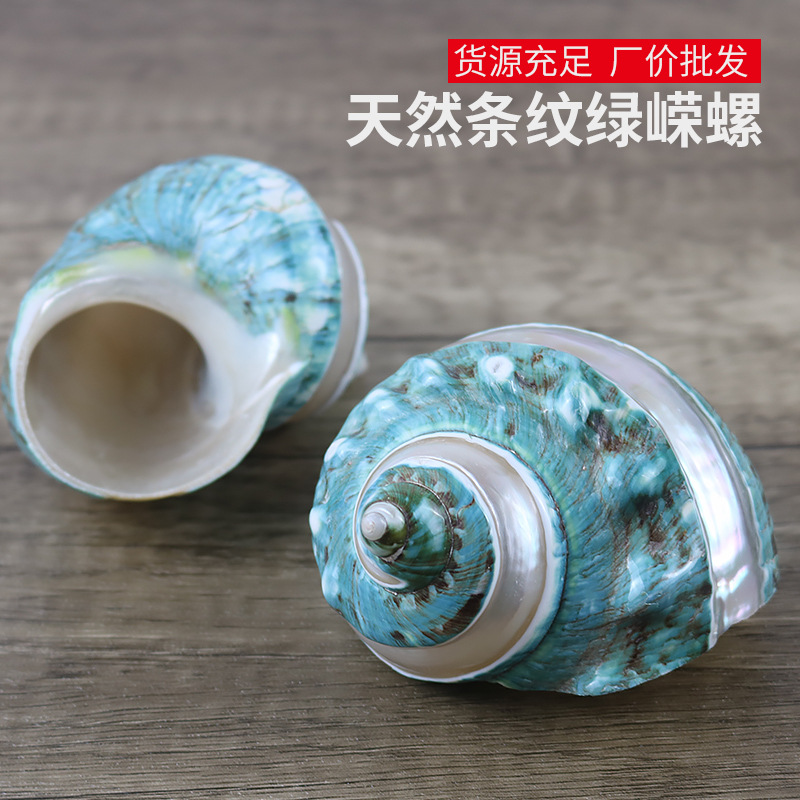 natural Conch shell stripe fish tank ornament Collection Arts and Crafts Hermit Crab replace wholesale