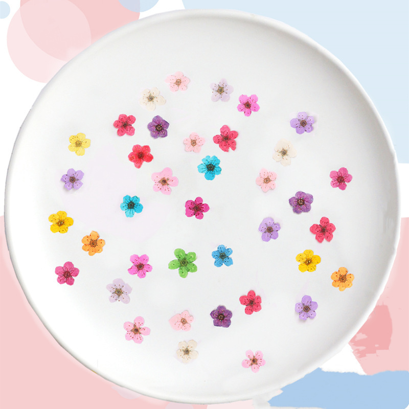 Small daffodil dried flower/embossed wholesale small plum blossom nail art diy drop glue mobile phone case photo face decal material bag Small daffodil dried flower/embossed wholesale small plum blossom nail art diy drop glue mobile phone case photo face decal material bag