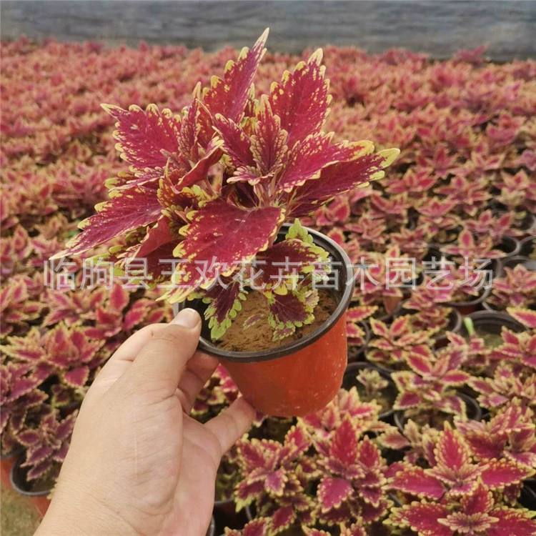 Цветная листовая трава в горшках, цветные листовые травы в горшках, разноцветные лиственные цветы, оптовые цены на цветную листовую траву