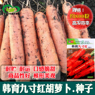 �n���Ŵ煢���}���N�� �r��ˈ@��ȼt�����}�����߲˷N��