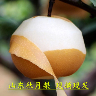 [Shandong Qiuyue Pear] ферма посадка сетевого красного взрыва сок Dregs не -фенгуи груша 5 свежих фруктов обнаружены