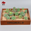 SET0857 Simulation Merk Combination Indoor Decoration Single Polyngers Poor Photo Flower Plant Plele Poly Successful succulent