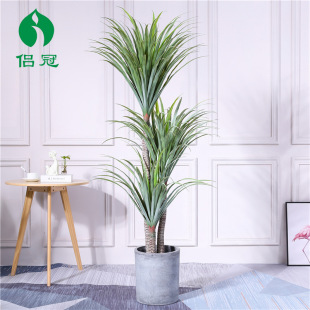 �F��������Ѫ�䄦�m�҃ȴ��;Gֲ����ǧ��ľ���Rβ�F�����bGֲ