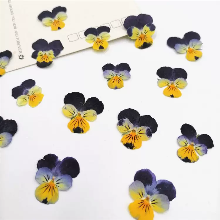 三色堇 香堇diy书签贺卡材料香薰蜡烛干花永生花滴胶手机压花