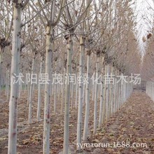 苗圃绿化苗木行道树园林绿化工程苗庭荫树速生法桐梧桐树苗